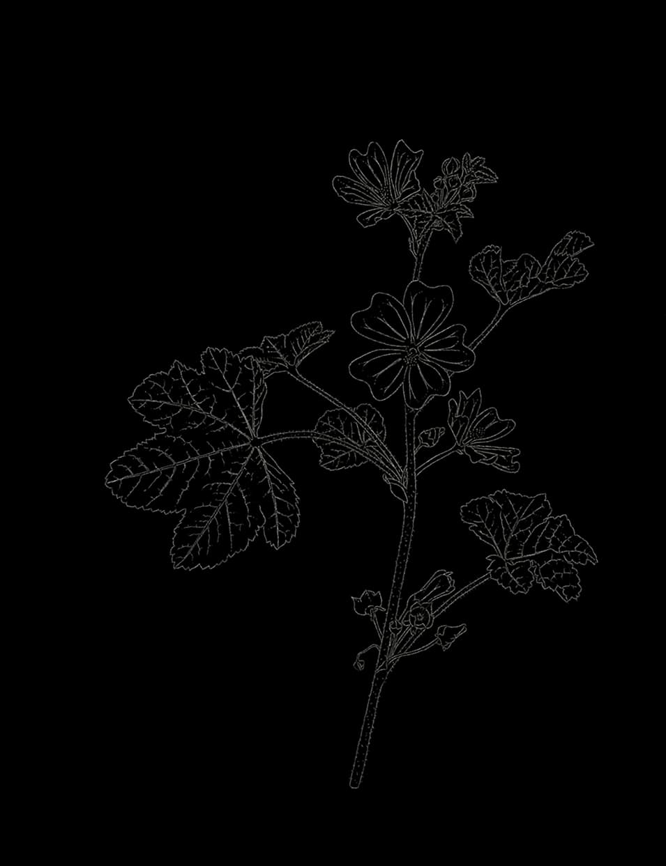 Fleur